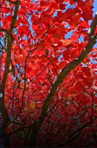 Non-Religious Funerals near Netherton – Let us Assist